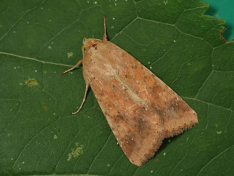 Falena da identificare 3: Helicoverpa armigera - Noctuidae